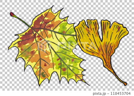 手描きの水彩画(絵手紙)紅葉した「プラタナスの葉」と「イチョウの葉」 118453704