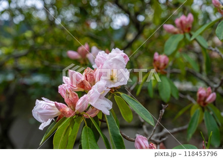ひっそりと咲く満開の淡いピンクの西洋シャクナゲ ひっそりと咲く満開の淡いピンクの西洋シャクナゲ 118453796