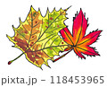 手描きの水彩画(絵手紙)紅葉した「プラタナスの葉」と「紅葉の葉」 118453965