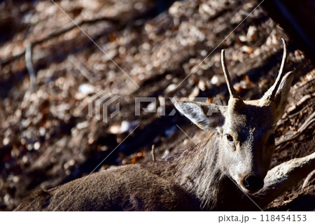 宮城県石巻市に生息する鹿 宮城県石巻市に生息する鹿 118454153