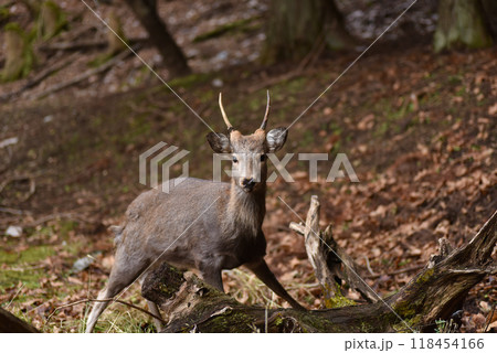 宮城県石巻市に生息する鹿 宮城県石巻市に生息する鹿 118454166