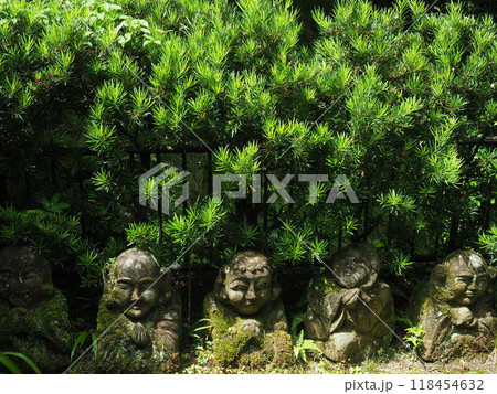 初夏の愛宕念仏寺 初夏の愛宕念仏寺 118454632