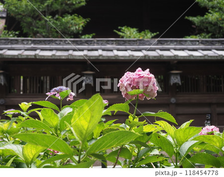藤森神社の紫陽花苑 118454778