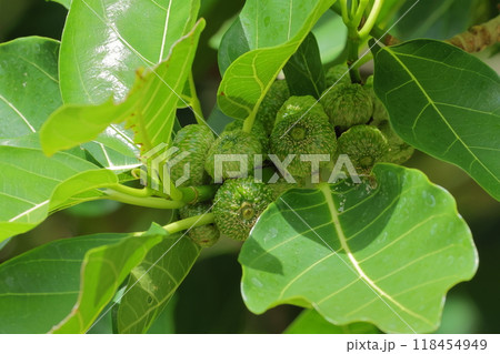 自然　植物　オオバイヌビワ、実は枝の葉腋に沢山つきます 118454949