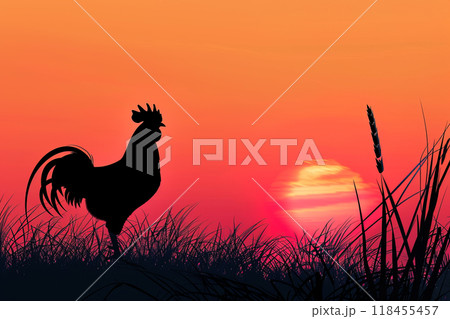 A silhouetted rooster stands tall in a field of grass, heralding the dawn as the sun rises in a fiery orange sky. Farm animals. A silhouetted rooster stands tall in a field of grass, heralding the dawn as the sun rises in a fiery orange sky. Farm animals. 118455457