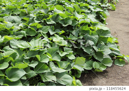 さつまいも畑　葉　つる 118455624
