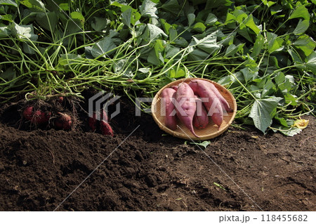 さつまいも　畑　収穫 118455682