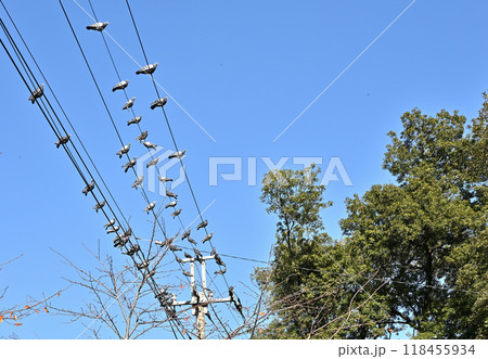 本庄宿散歩:鳩(休)息 若泉公園 本庄市若泉 本庄宿散歩:鳩(休)息 若泉公園 本庄市若泉 118455934