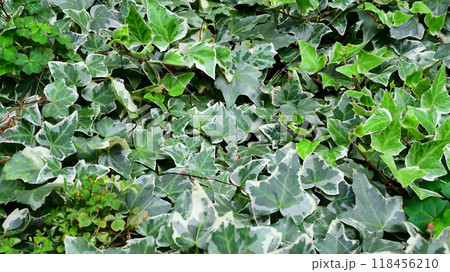 セイヨウキヅタ へデラヘリックス セイヨウキヅタ へデラヘリックス 118456210