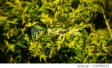 植栽　エクステリア 118456215