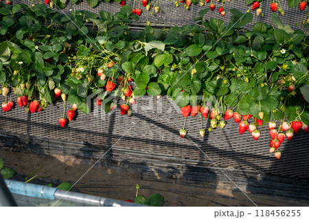 いちご栽培 118456255