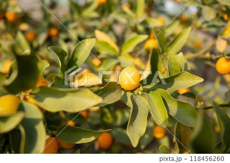 きんかんの果樹 きんかんの果樹 118456260