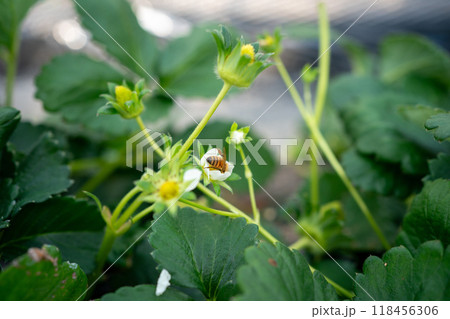 いちごの花にとまるミツバチ いちごの花にとまるミツバチ 118456306