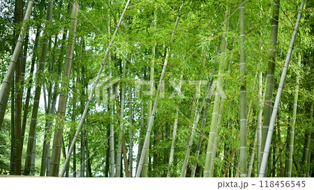 竹林 118456545