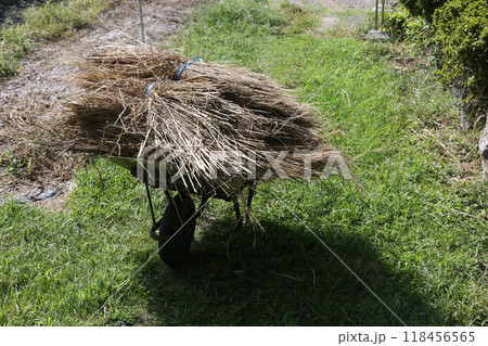 来年の野菜つくりに欠かせないワラ集め 来年の野菜つくりに欠かせないワラ集め 118456565