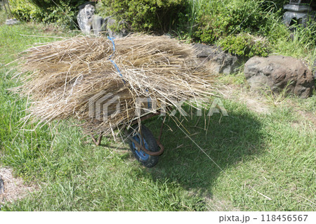 来年の野菜つくりに欠かせないワラ集め 118456567