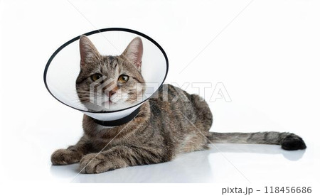 エリザベスカラーをつけている猫 118456686