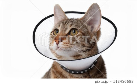 エリザベスカラーをつけている猫 118456688