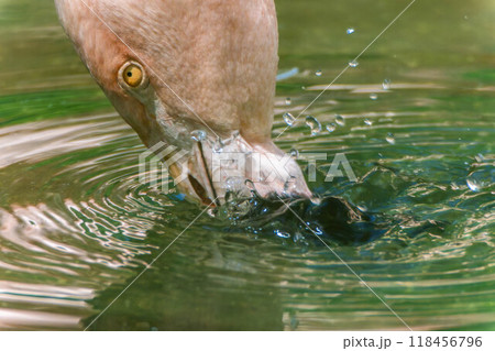 フラミンゴ フラミンゴ 118456796