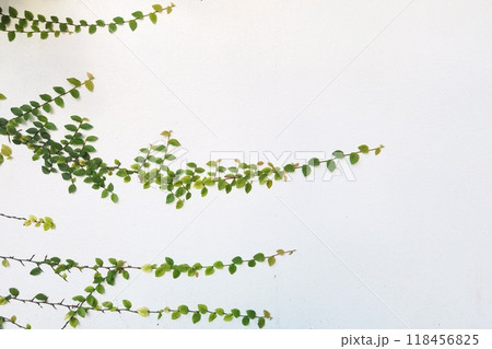 Ivy growing on a concrete wall Ivy growing on a concrete wall 118456825