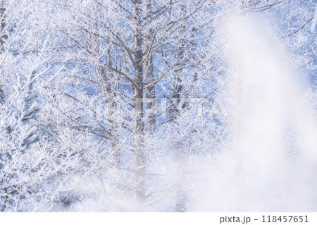 霜の降りた森林（蒜山高原） 118457651