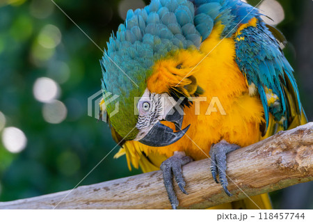 カラフルなルリコンゴウインコ 118457744