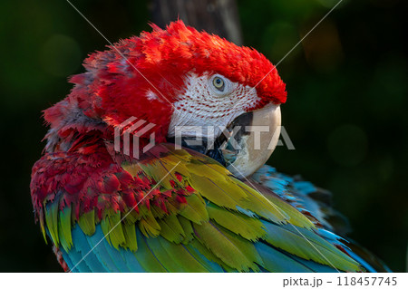 カラフルなベニコンゴウインコ カラフルなベニコンゴウインコ 118457745