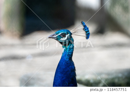 羽を広げた孔雀 118457751