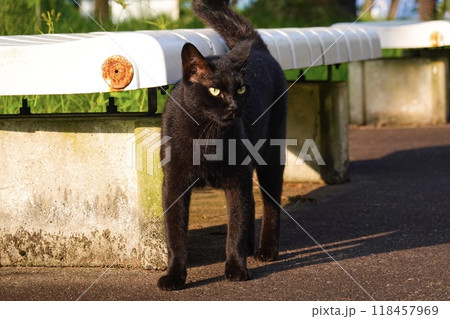たたずむ美しい黒猫 たたずむ美しい黒猫 118457969