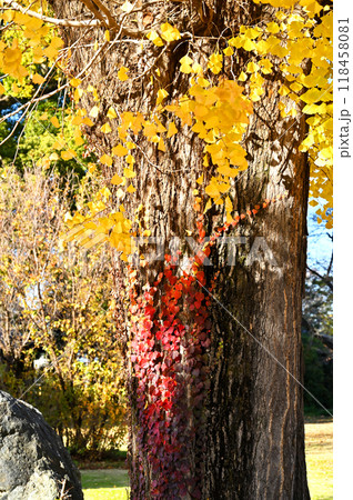 本庄宿散歩: 高野山真言宗 佛母寺 本庄市千代田 本庄宿散歩: 高野山真言宗 佛母寺 本庄市千代田 118458081