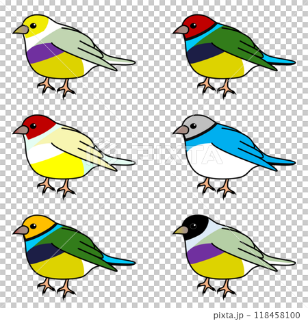 受歡迎又可愛的胡錦雀 受歡迎又可愛的胡錦雀 118458100