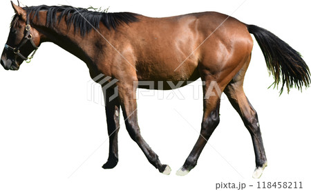 北海道日高のサラブレッドの切り抜き 118458211