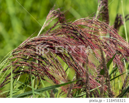 明日香村の棚田で栽培される古代米 118458321