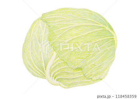 色鉛筆で描いたキャベツ 118458359