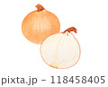 色鉛筆で描いた玉ねぎ 118458405