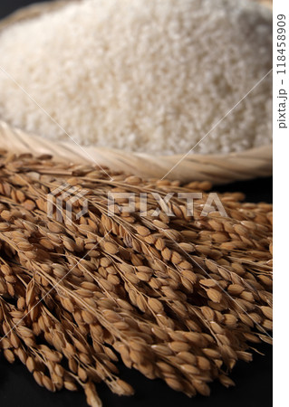稲穂 稲穂 118458909