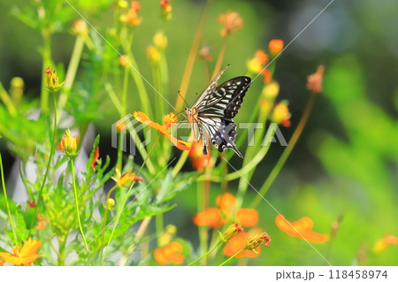 キバナコスモスの蜜を求めて飛び回るナミアゲハ 118458974