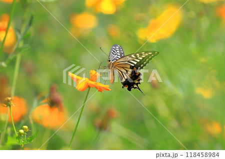 キバナコスモスの蜜を求めて飛び回るナミアゲハ キバナコスモスの蜜を求めて飛び回るナミアゲハ 118458984