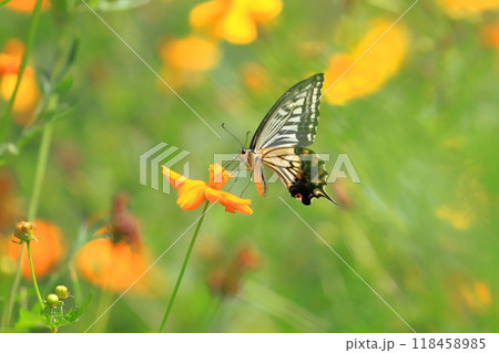 キバナコスモスの蜜を求めて飛び回るナミアゲハ キバナコスモスの蜜を求めて飛び回るナミアゲハ 118458985
