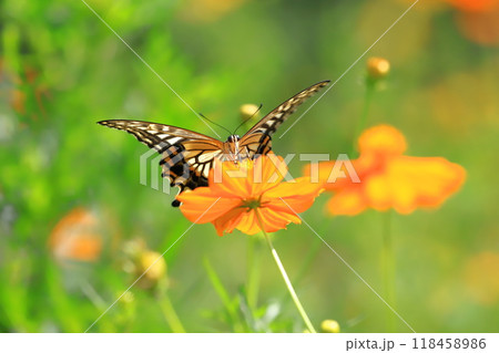 キバナコスモスの蜜を求めて飛び回るナミアゲハ 118458986