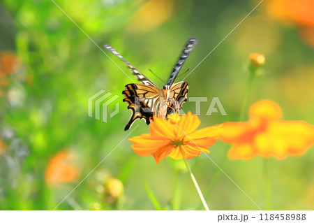 キバナコスモスの蜜を求めて飛び回るナミアゲハ キバナコスモスの蜜を求めて飛び回るナミアゲハ 118458988