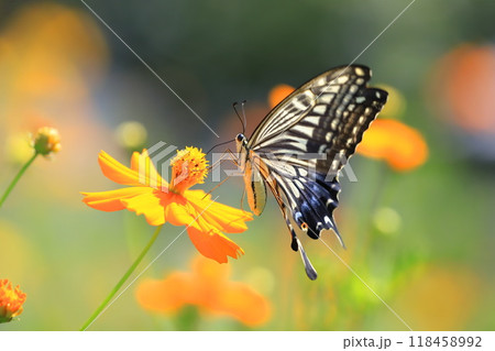 キバナコスモスの蜜を求めて飛び回るナミアゲハ 118458992