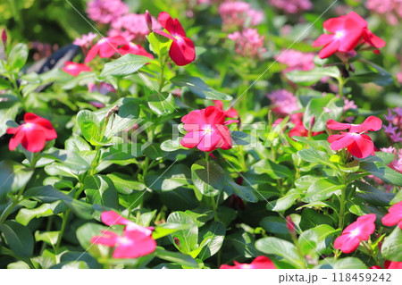 赤い日日草（ニチニチソウ）の花　　 118459242