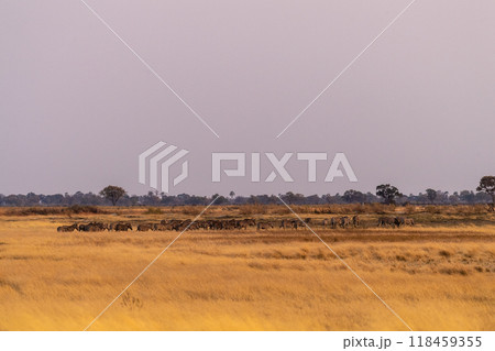 A herd of Zebras roaming the Okavango Delta A herd of Zebras roaming the Okavango Delta 118459355