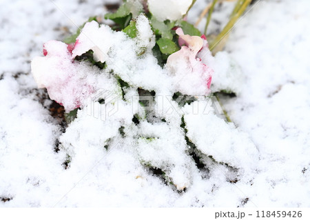 雪をかぶった花壇（パンジー） 118459426