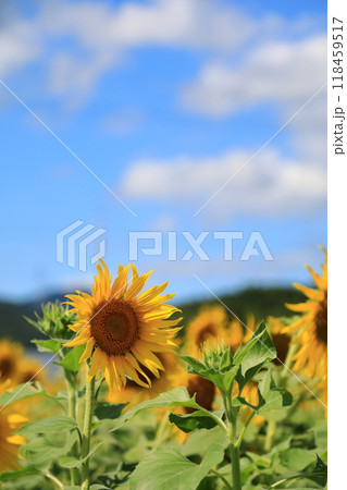 夏の花のある風景 118459517