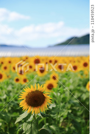 夏の花のある風景 118459523