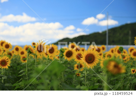 夏の花のある風景 118459524