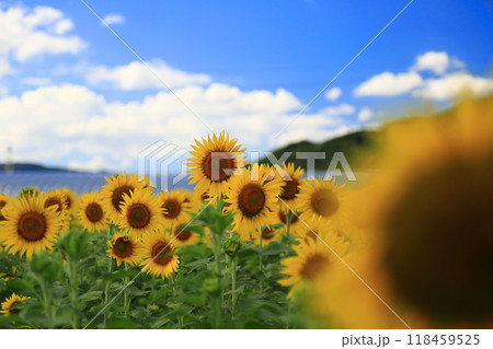 夏の花のある風景 118459525