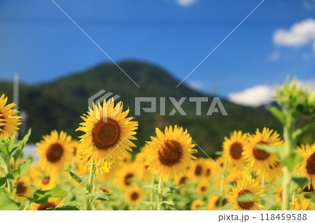 夏の花のある風景 夏の花のある風景 118459588